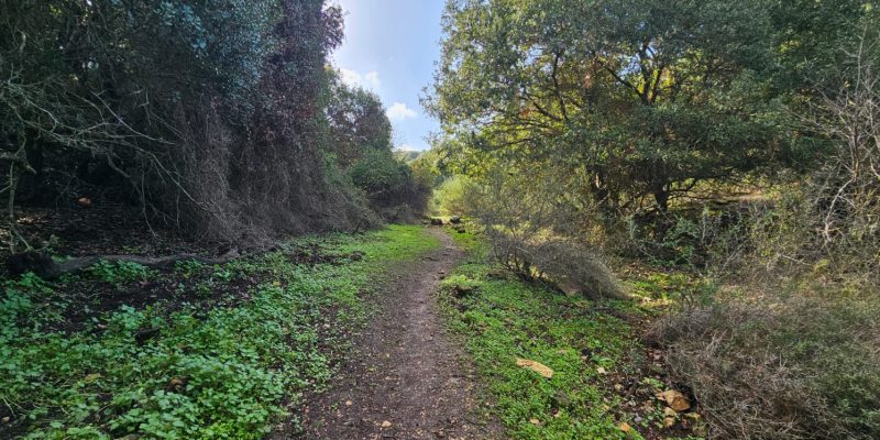 שמורת הטבע הר עצמון