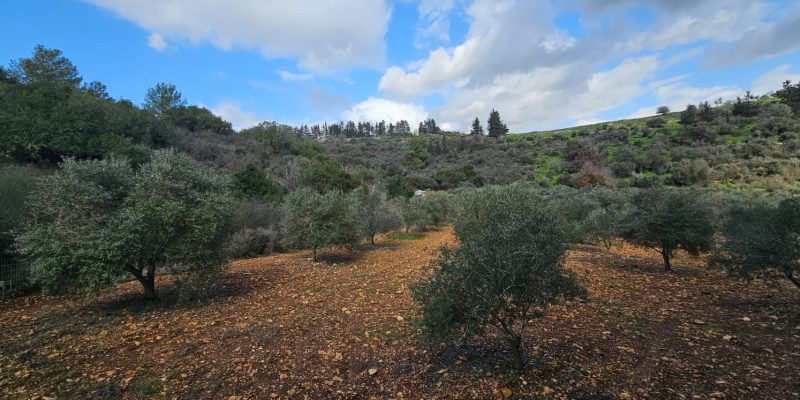 שמורת הטבע הר עצמון