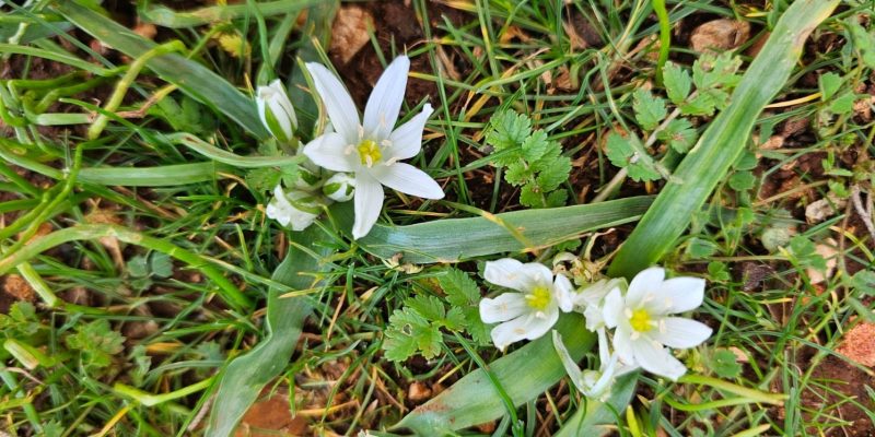 שמורת הטבע הר עצמון
