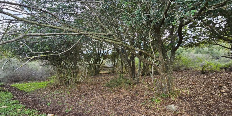 שמורת הטבע הר עצמון