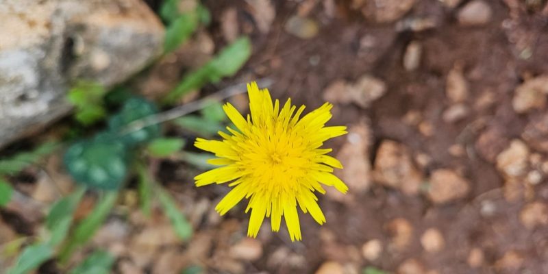 שמורת הטבע הר עצמון
