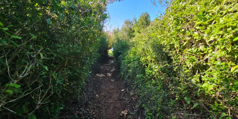 שביל הנשרים פארק רמת הנדיב