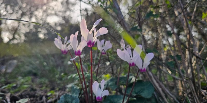 שביל הנשרים פארק רמת הנדיב