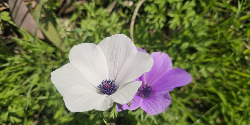 פריחת הכלניות במנחת מגידו