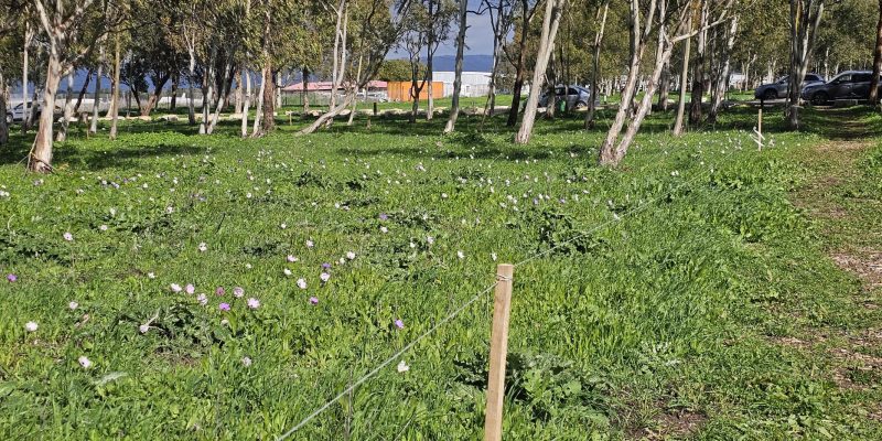 פריחת הכלניות במנחת מגידו