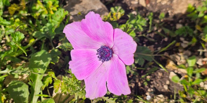 פריחת הכלניות בחירבת קירה