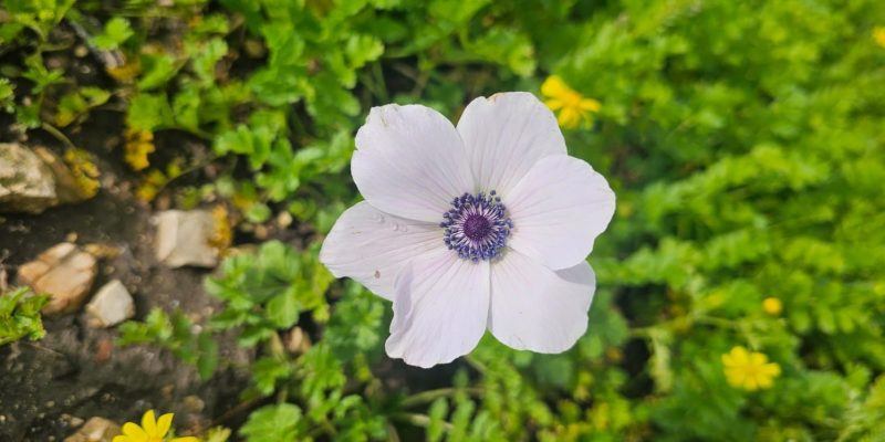 פריחת הכלניות בחירבת קירה