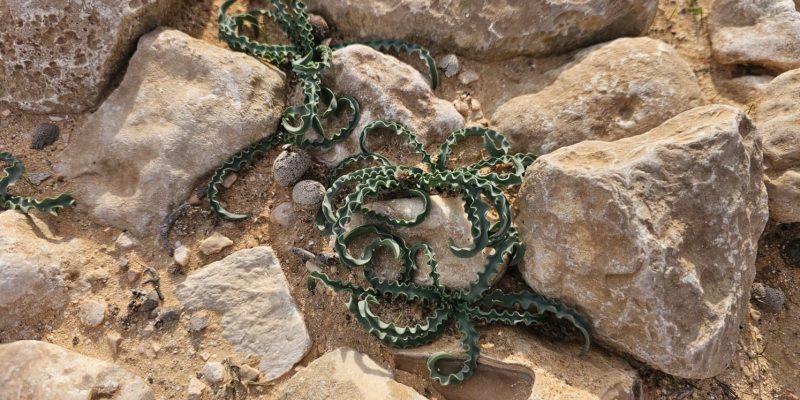 בורות רמליה: טיול מדברי אל בורות המים של הנבטים בלב נחל צין