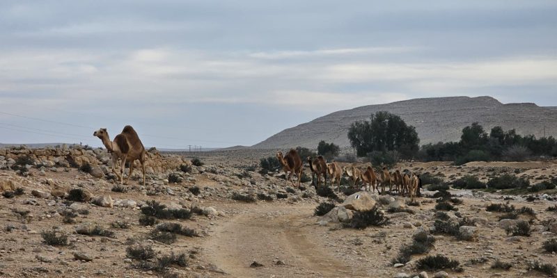 בורות רמליה: טיול מדברי אל בורות המים של הנבטים בלב נחל צין