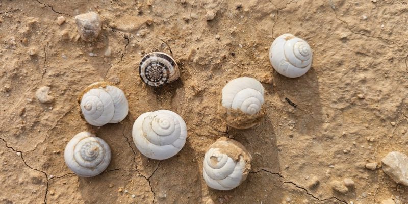בורות רמליה: טיול מדברי אל בורות המים של הנבטים בלב נחל צין