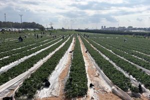 משוך בגזר: חוויית קטיף משפחתית בלב השדות