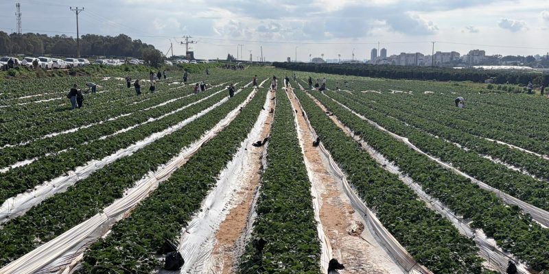 משוך בגזר: חוויית קטיף משפחתית בלב השדות