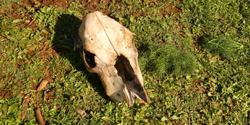 שביל הפסגה הר תבור