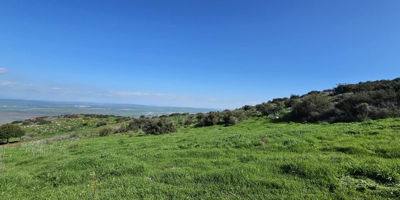 נוף פתוח ופריחה עונתית