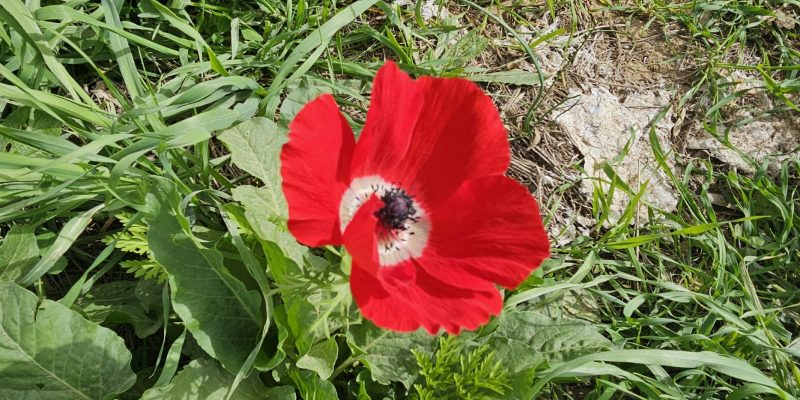 טיול ביער גברעם: אמפי ההנצחה, גבעות הכורכר ופריחת הכלניות