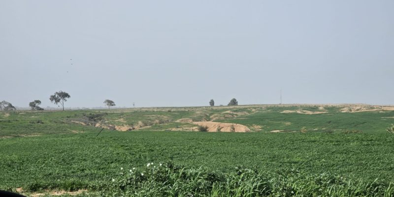 ציר ינאי בתרונות בארי