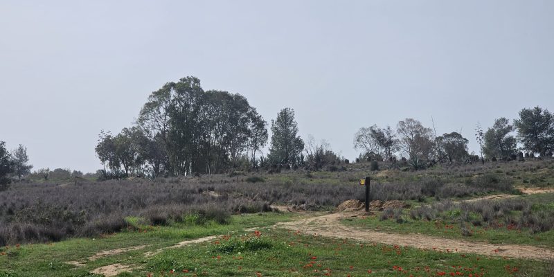 ציר ינאי בתרונות בארי