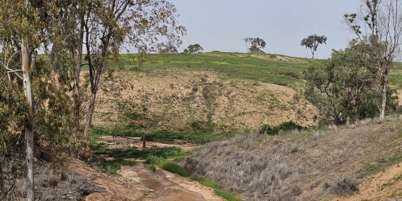 ציר ינאי בתרונות בארי