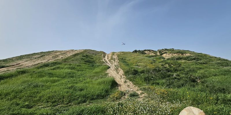 תל ג'מה התכסה ירוק