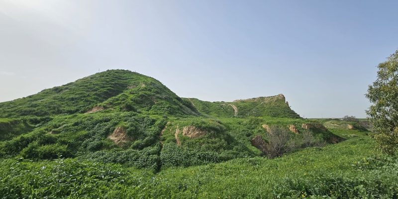 תל ג'מה התכסה ירוק