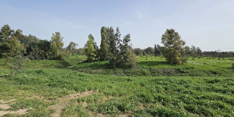 תל ג'מה התכסה ירוק