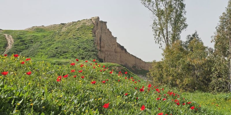פריחת הכלניות תל ג'מה