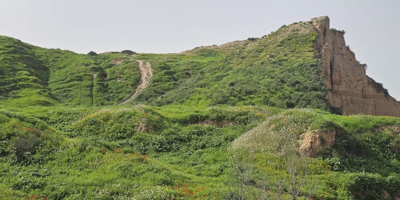 פריחת הכלניות תל ג'מה
