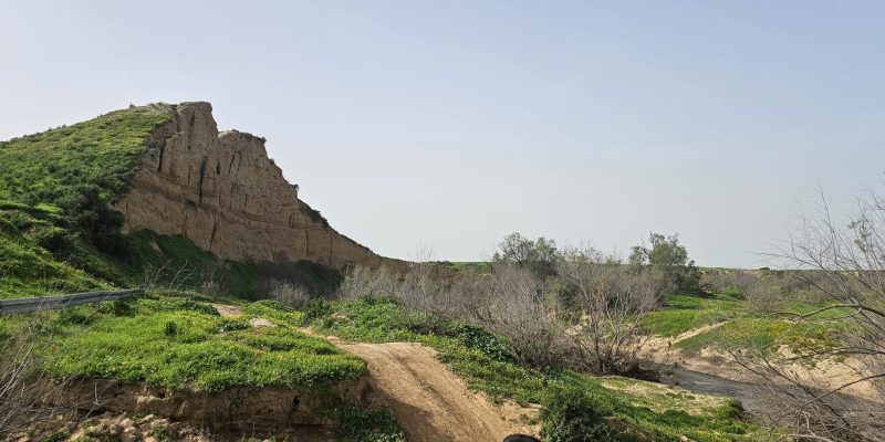 פריחת הכלניות תל ג'מה