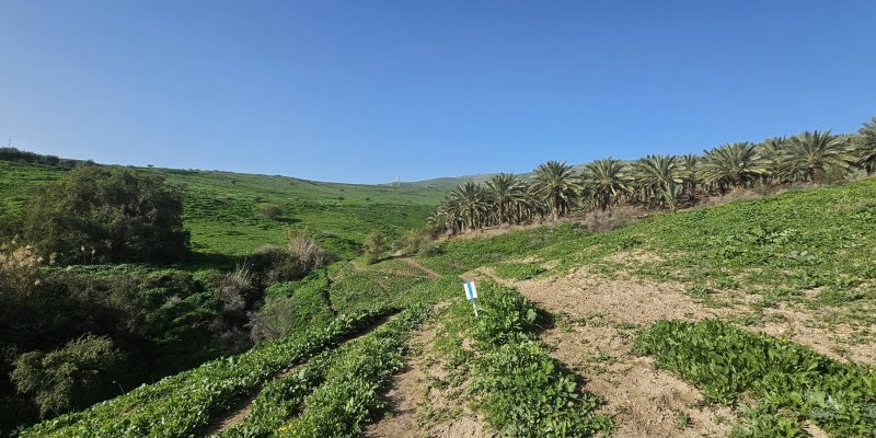 ואדי אל ג'ורם: מסלול אתגרי בקניון בזלתי, פריחה ונוף בצפון