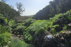 ואדי אל ג'ורם: מסלול אתגרי בקניון בזלתי, פריחה ונוף בצפון