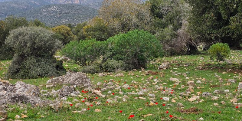 חרבת צונם: העיר האבודה של הגליל המערבי