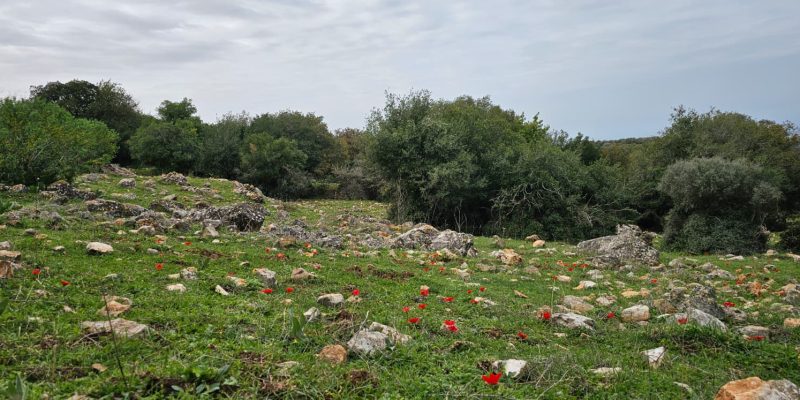 חרבת צונם: העיר האבודה של הגליל המערבי