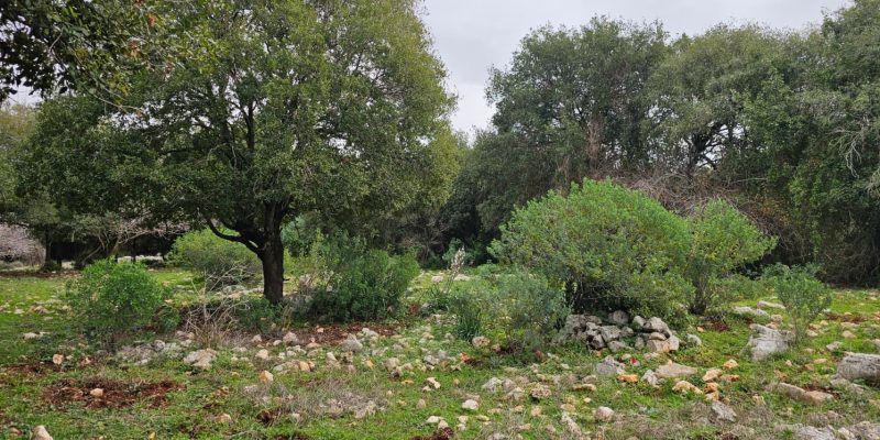 חרבת צונם: העיר האבודה של הגליל המערבי