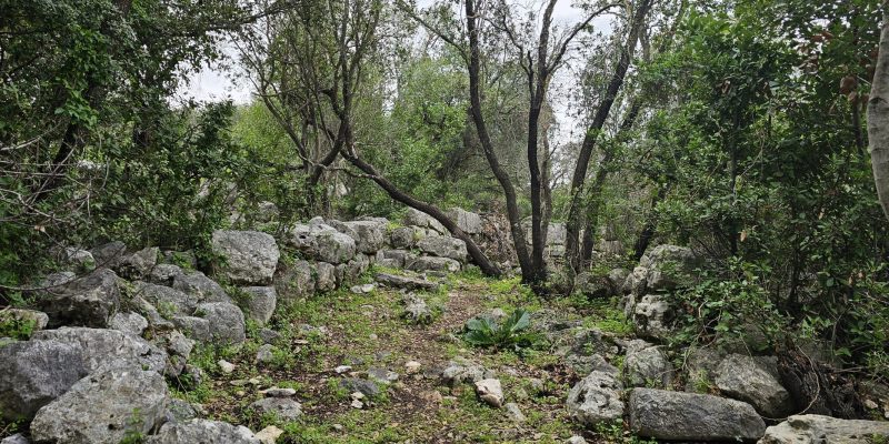 חרבת דנעילה: מסע בין בתי בד עתיקים בגליל המערבי