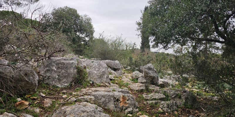 חרבת דנעילה: מסע בין בתי בד עתיקים בגליל המערבי