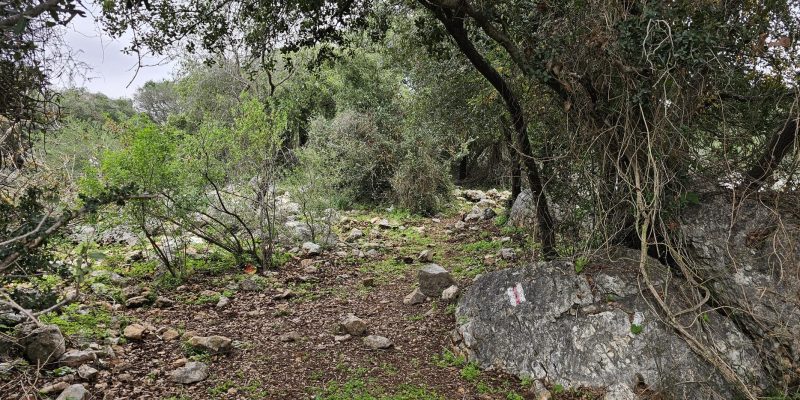 חרבת דנעילה: מסע בין בתי בד עתיקים בגליל המערבי