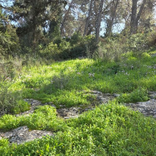 פארק בריטניה קרדיט צילום ג'ואנה אנטוניה אליס