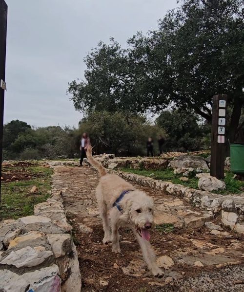 הנחה לסופ״ש אקסטרה במלונות מטיילים – חופשה משפחתית מלאה בחוויות