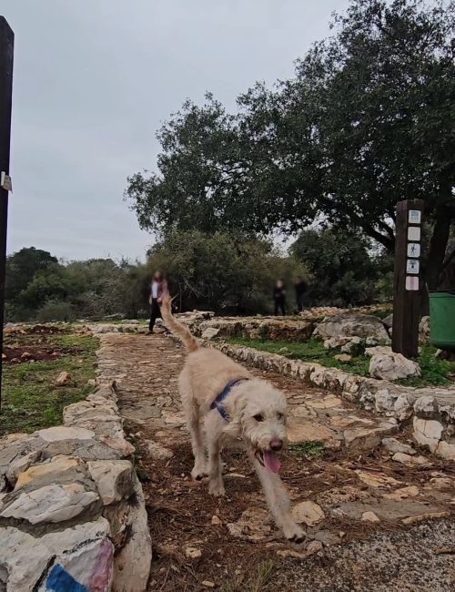 הנחה לסופ״ש אקסטרה במלונות מטיילים – חופשה משפחתית מלאה בחוויות