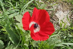 יער שמחוני: פריחת הכלניות, חניון אסף וסיפור הגבורה בעוטף עזה