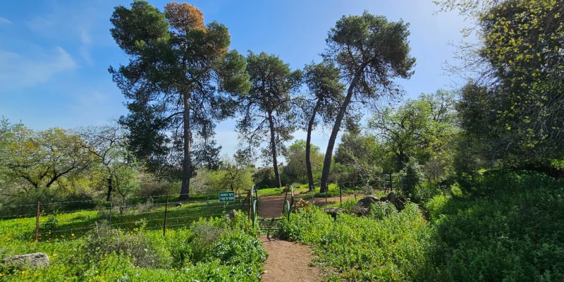 שמורת אלונים: יער אלוני התבור בלב הגליל התחתון המערבי