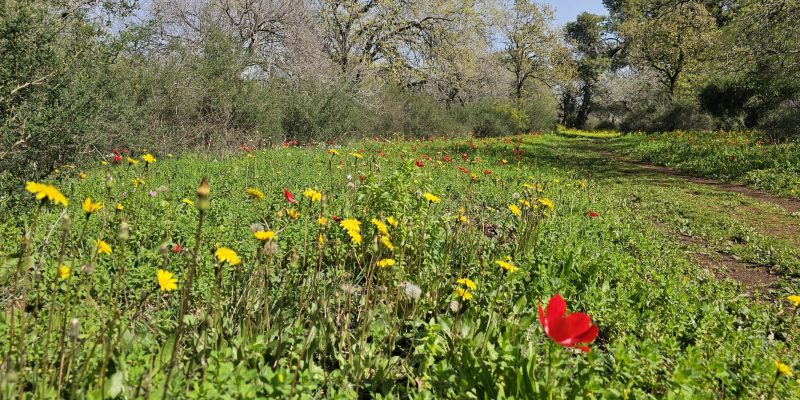 שמורת אלונים: יער אלוני התבור בלב הגליל התחתון המערבי