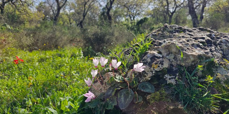 שמורת אלונים: יער אלוני התבור בלב הגליל התחתון המערבי