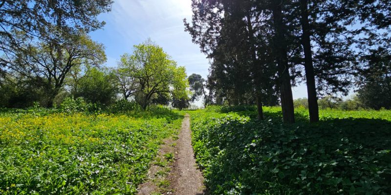 שמורת אלונים: יער אלוני התבור בלב הגליל התחתון המערבי