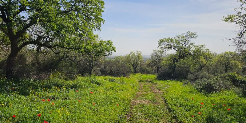 שמורת אלונים: יער אלוני התבור בלב הגליל התחתון המערבי