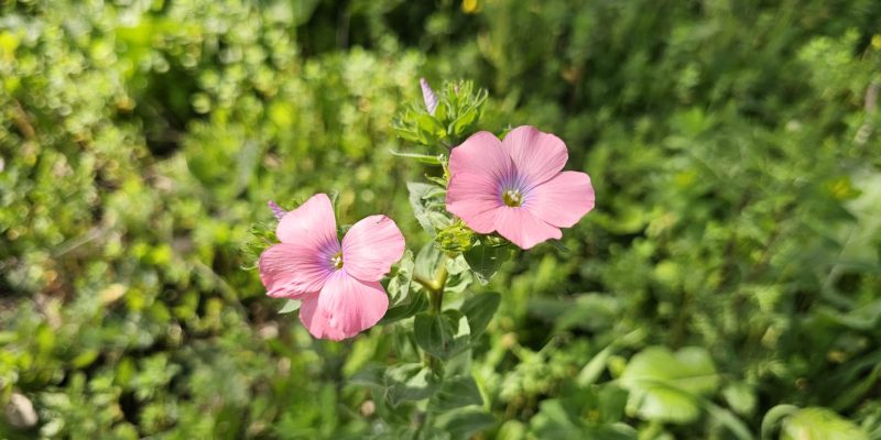 שמורת אלונים: יער אלוני התבור בלב הגליל התחתון המערבי