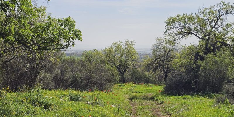 שמורת אלונים: יער אלוני התבור בלב הגליל התחתון המערבי