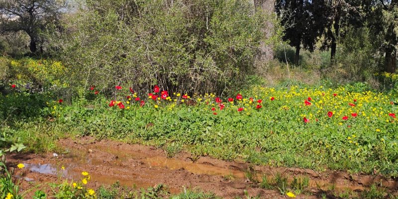 שמורת אלונים: יער אלוני התבור בלב הגליל התחתון המערבי