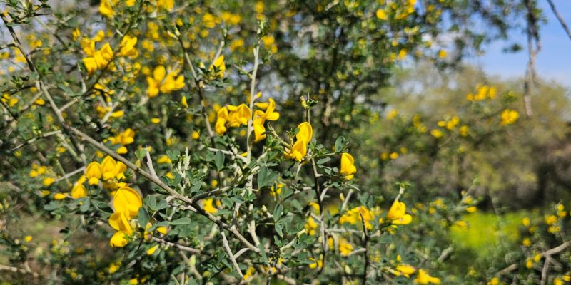 שמורת אלונים: יער אלוני התבור בלב הגליל התחתון המערבי