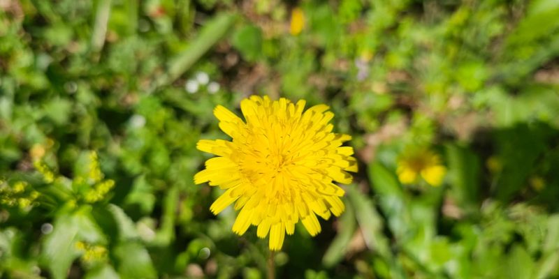 שמורת אלונים: יער אלוני התבור בלב הגליל התחתון המערבי